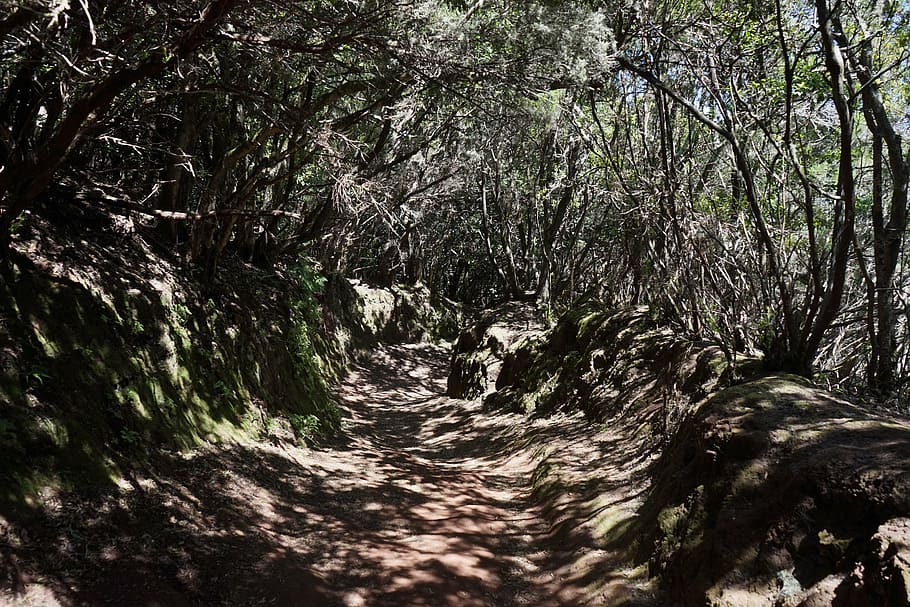 trail, away, path, tenerife, anaga landschaftspark, parque rural de anaga HD wallpaper