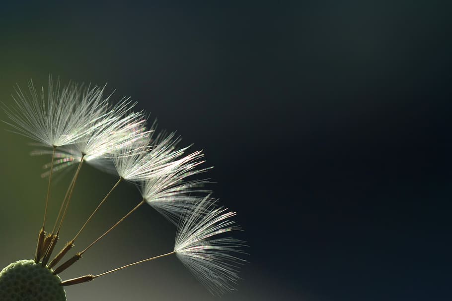 close-up photo of dandelion flower, back light, rays, sunlight HD wallpaper