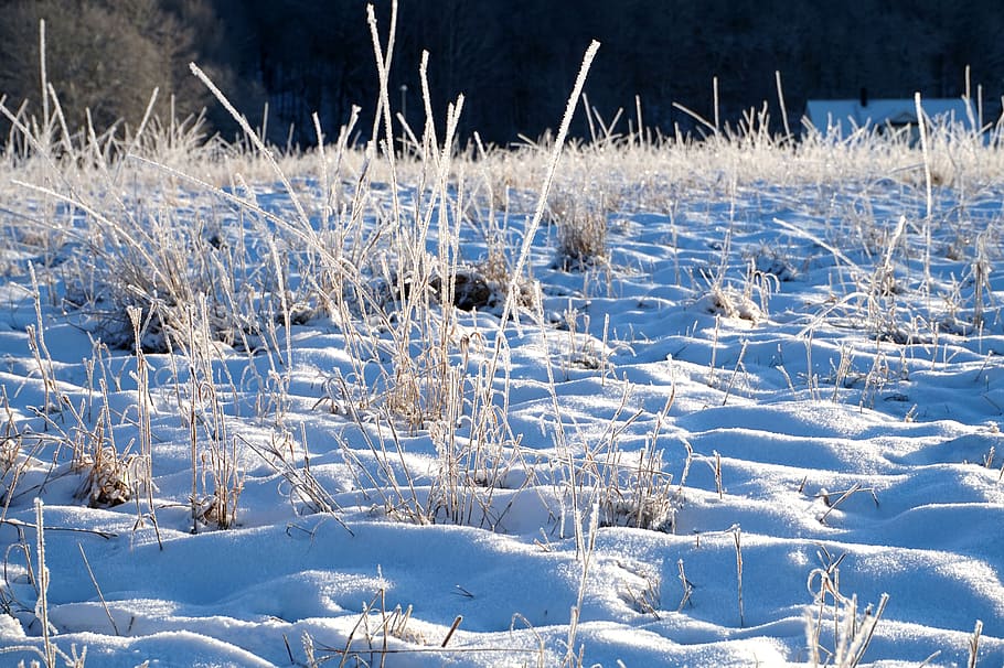 winter, snow, landscapes, cold, snow landscape, nature, frost HD wallpaper