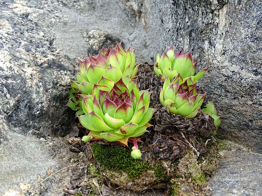 flower, rock, green, nature, plant, cactus, leaf, succulent Plant HD wallpaper