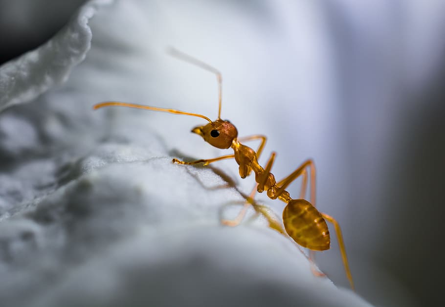 macro photography of brown ant, red ant, insect, invertebrate HD wallpaper