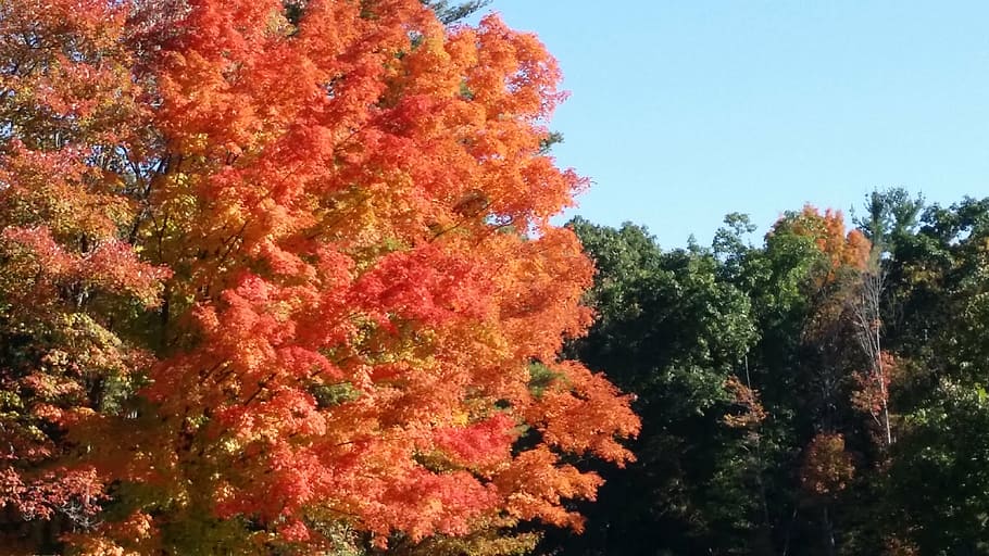 fall, tree, orange, outdoor, autumn, colorful, natural, leaves HD wallpaper