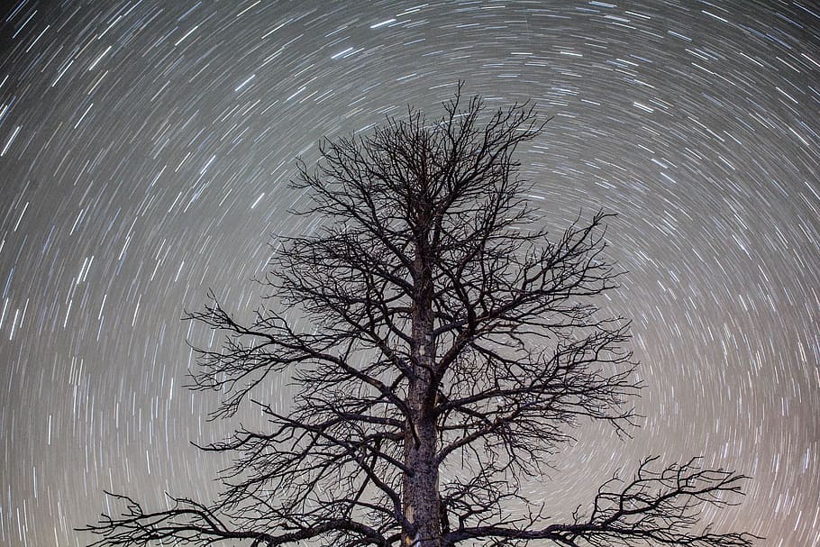 tree, plant, branch, sky, star - space, motion, long exposure HD wallpaper