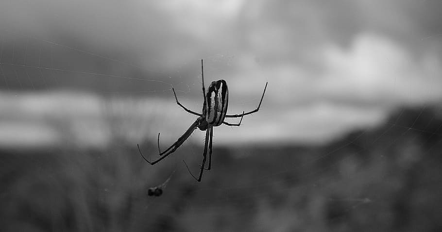 black and white, insect, spider, web, nature, armenia, animal HD wallpaper