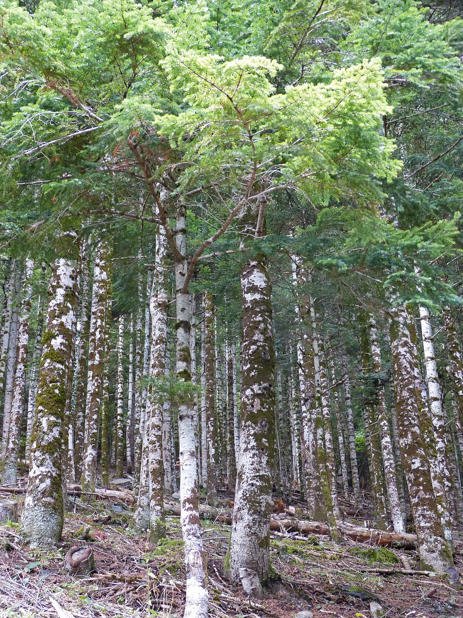 forest, hayedo, atlantic forest, val d'aran, tree trunk, plant HD wallpaper