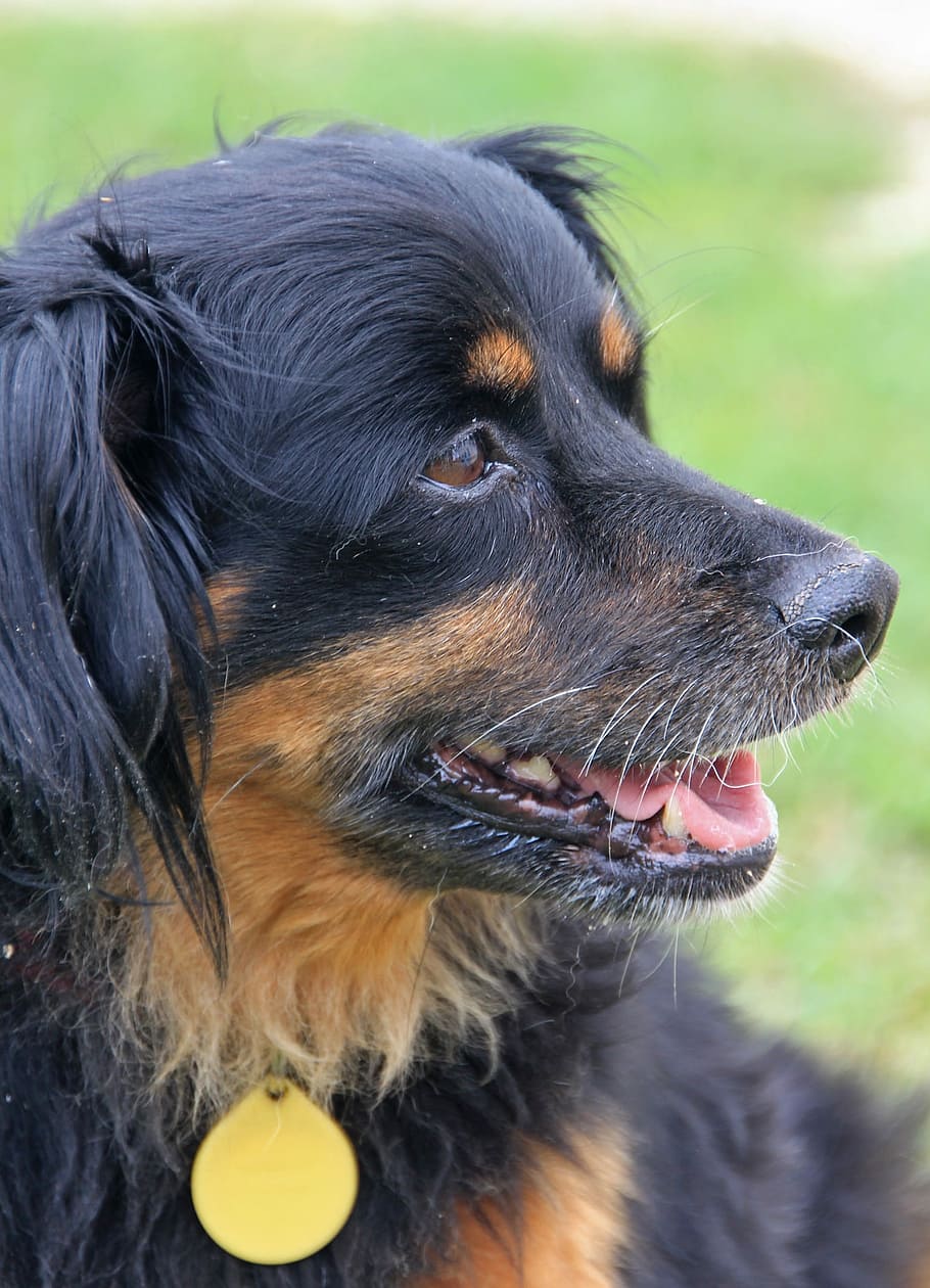 Dog, Muzzle, Pet, Sweet, Tenderness, animals, dogs, pets, domestic animals HD wallpaper