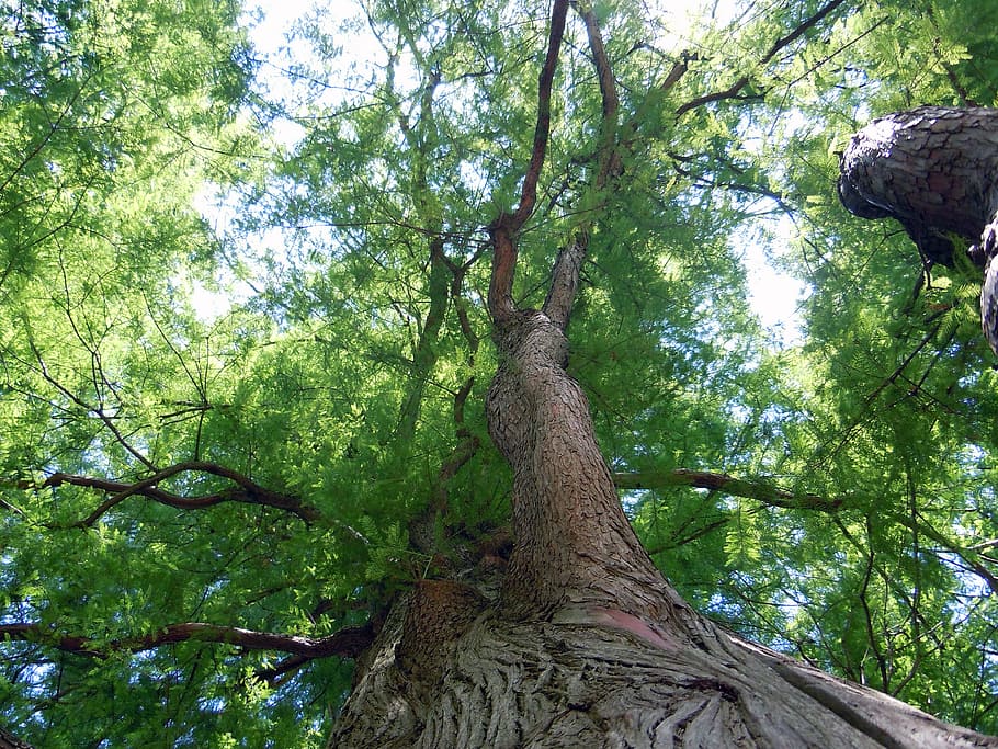 forest, crown, tree, bark, plant, trunk, tree trunk, growth HD wallpaper