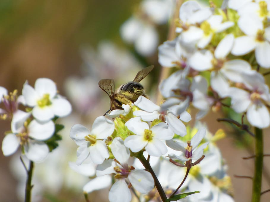 flower, bee, libar, pollen, ravenissa, jaramago, flowering plant HD wallpaper