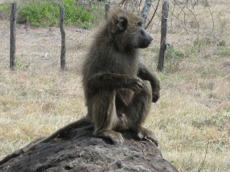 Africa, Kenya, Monkey, Baboon, animal wildlife, animals in the wild HD wallpaper