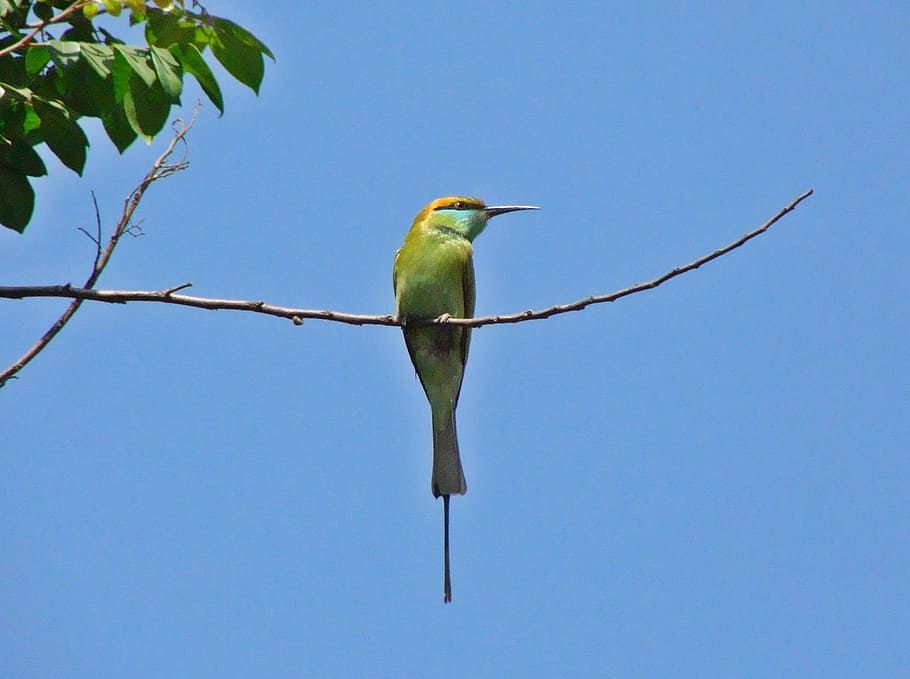 green and blue bird on tree branch during daytime, small green bee-eater HD wallpaper