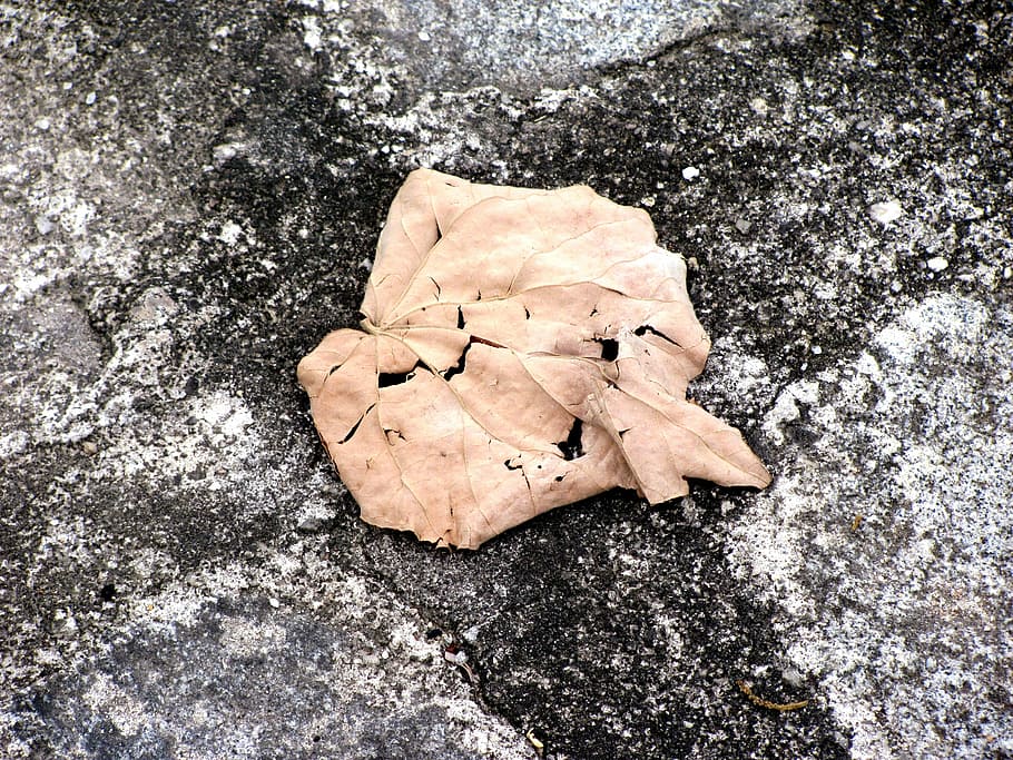 dry leaf, old sheet, fall colors, fallen leaf, autumn, high angle view HD wallpaper