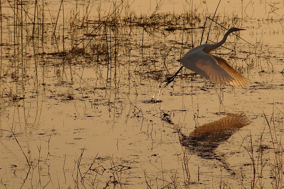 bird, reflection, lake, water, natural, nature, animal, wildlife HD wallpaper