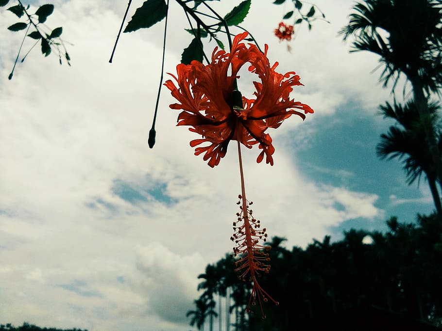 beautiful flower, sunny day, perfect flower and cloud, awesome view, HD wallpaper