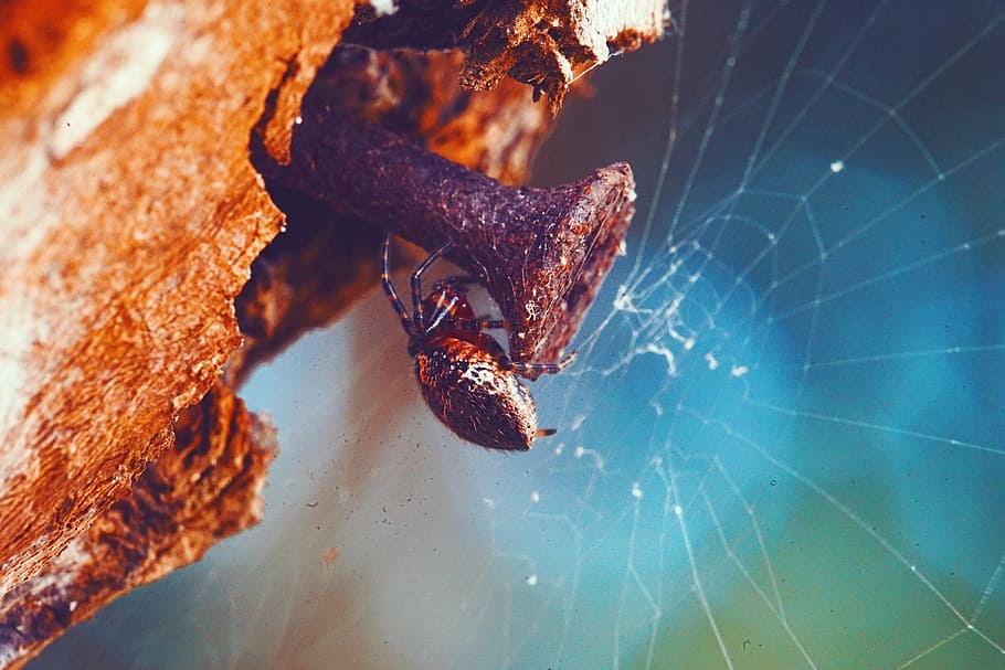 macro photography of spider perch on nail with web, black and brown spider on brown nail HD wallpaper