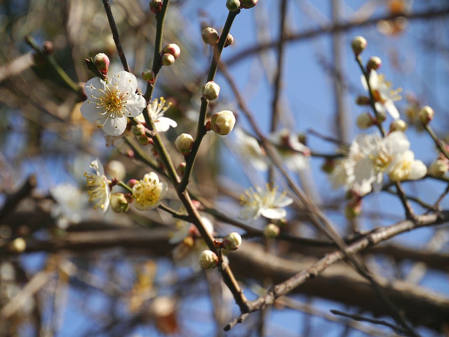 flowers, plum, spring, white, huang, flowering plant, fragility HD wallpaper
