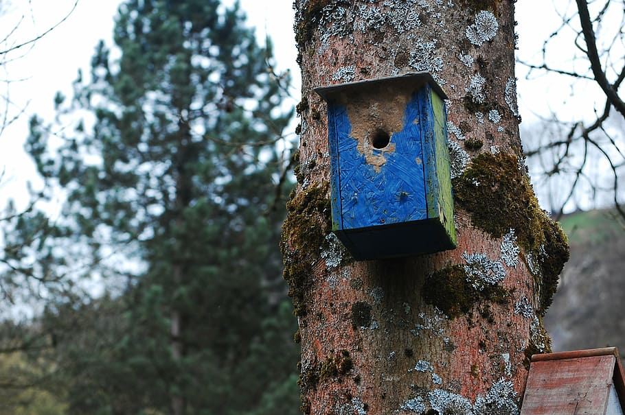 aviary, tree, wood, plant, focus on foreground, day, trunk HD wallpaper