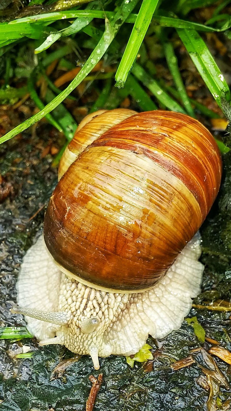 snail, shell, slimy, nature, animal, animal world, probe, crawl HD wallpaper