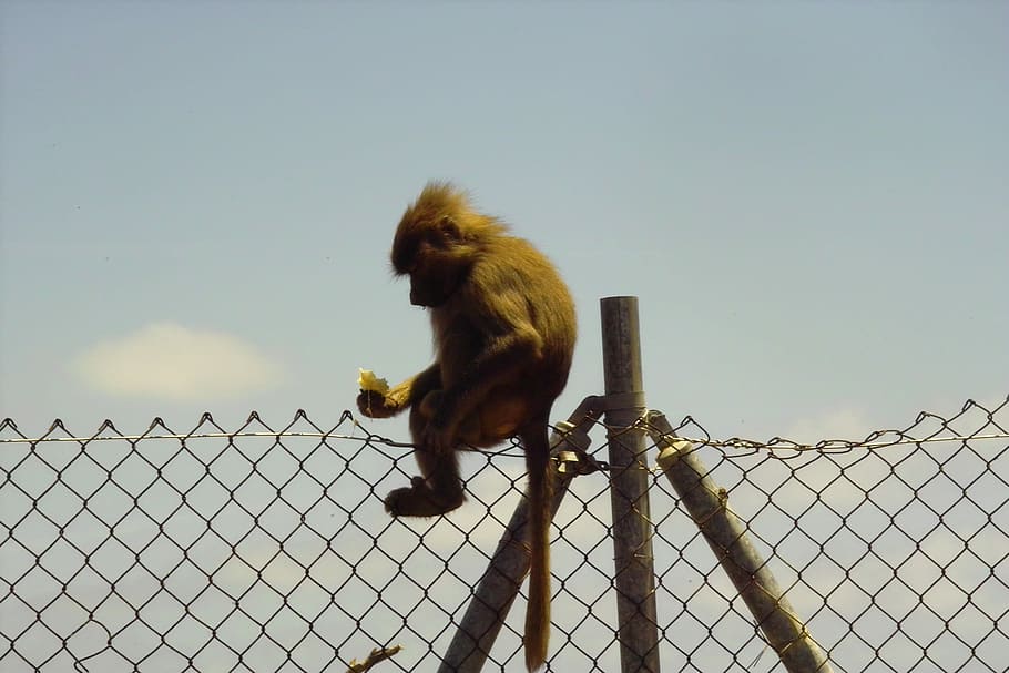 Monkey, Zoo, Nature, Baboon, Creature, mammal, funny, äffchen HD wallpaper