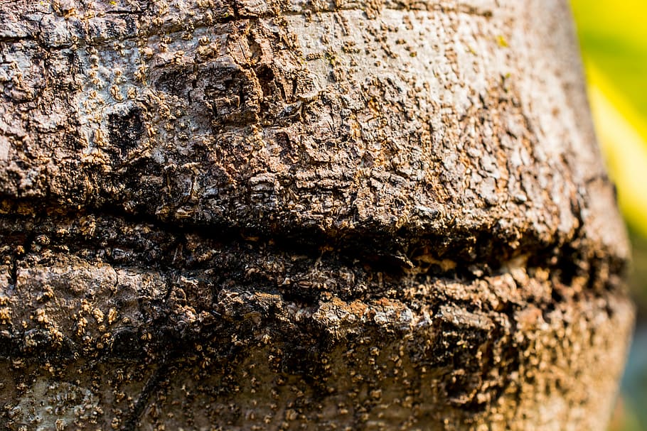 tree, log, bark, backgrounds, nature, close-up, textured, no people HD wallpaper