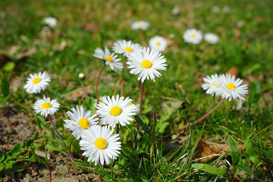daisy, flower, blossom, bloom, white, bellis philosophy, multiannual daisy HD wallpaper