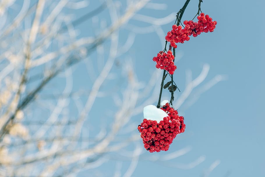 red hanging fruit, rowan, branch, winter, snow, nature, cluster HD wallpaper