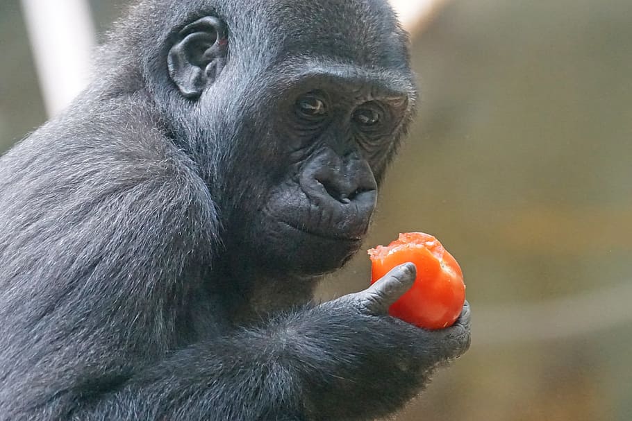 black monkey eating orange fruit at daytime, gorilla, primate, HD wallpaper