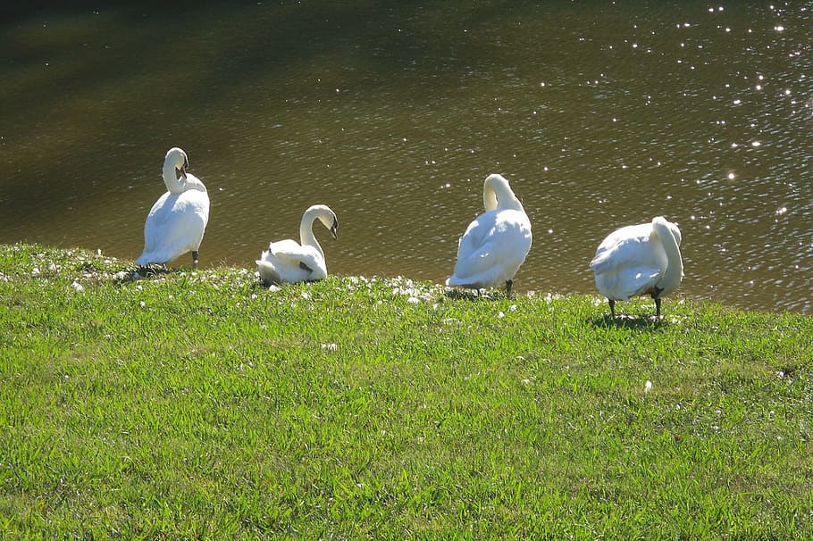 swans, molting, pruning, feathers, bird, birds, animal, nature HD wallpaper