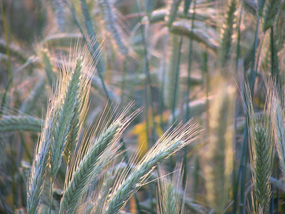 cereals, grain, field, spike, field crops, plant, cereal plant HD wallpaper