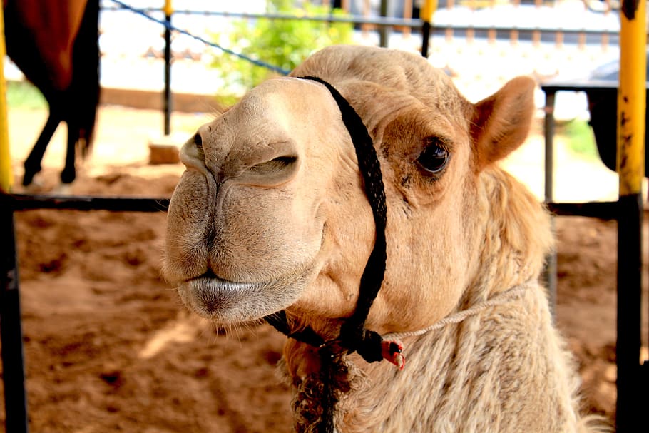 camel, dubai, desert, arab, sand, animal, travel, arabian, tourism, HD wallpaper