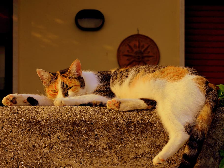 cat, sleep, pretend, spread, animal, domestic, mammal, domestic animals HD wallpaper