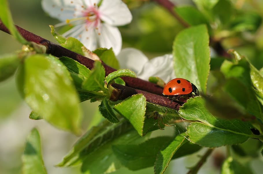 flowers, insect, spring, invertebrate, plant part, leaf, animal themes HD wallpaper