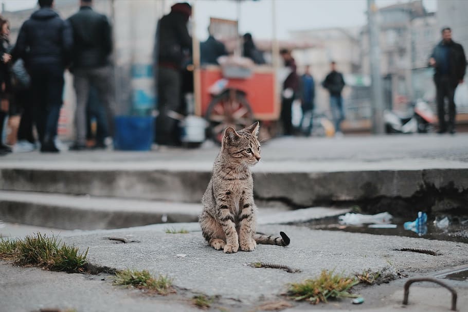 tabby cat sitting on gray concrete pavement, pet, animal, blur, HD wallpaper