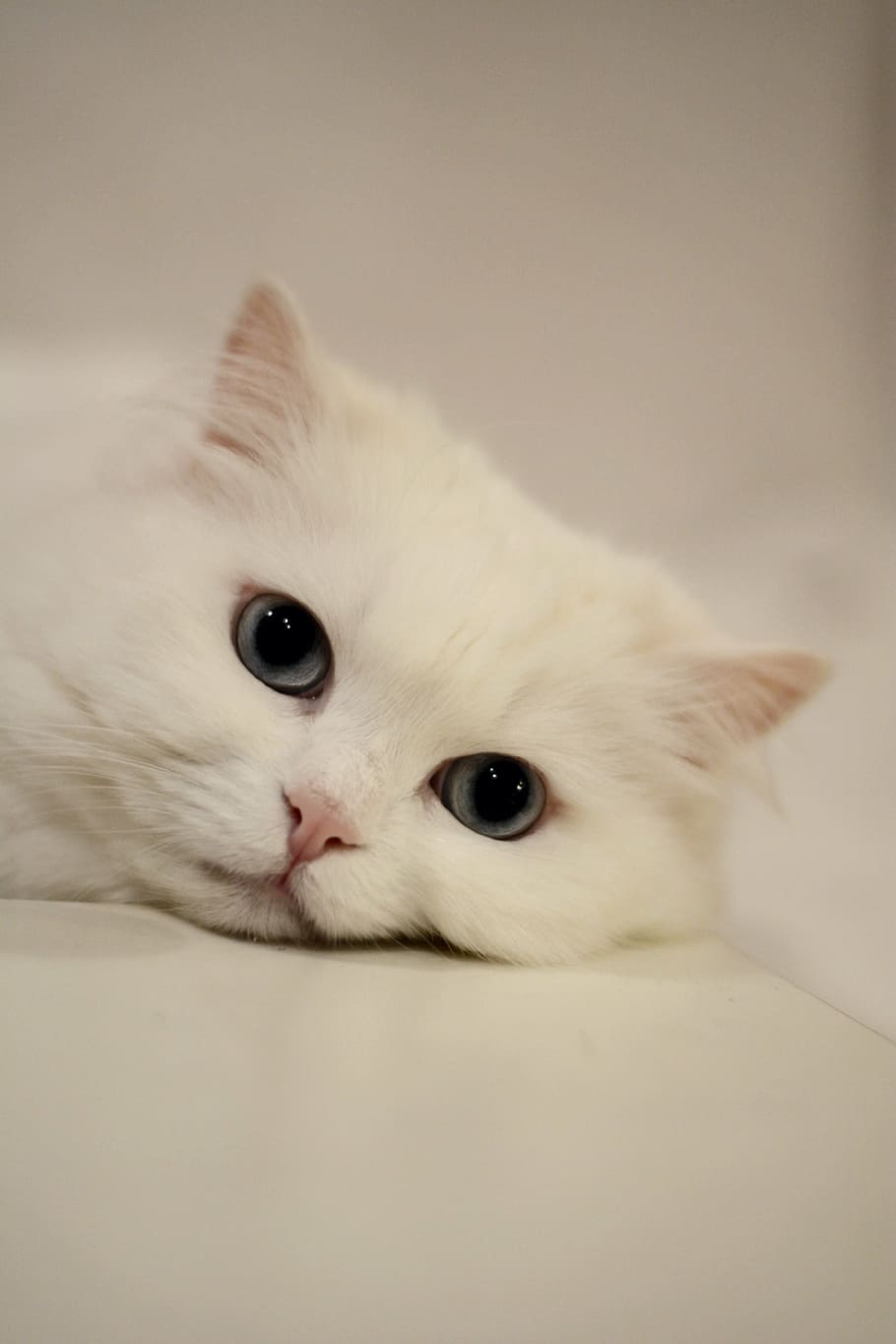 white cat on white surface, eyes, cat's eyes, domestic cat, calm cat
