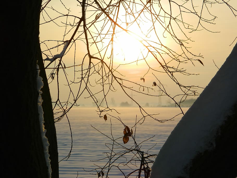 Winter, Sunset, Tree, Branches, Snow, winter mood, sunlight HD wallpaper