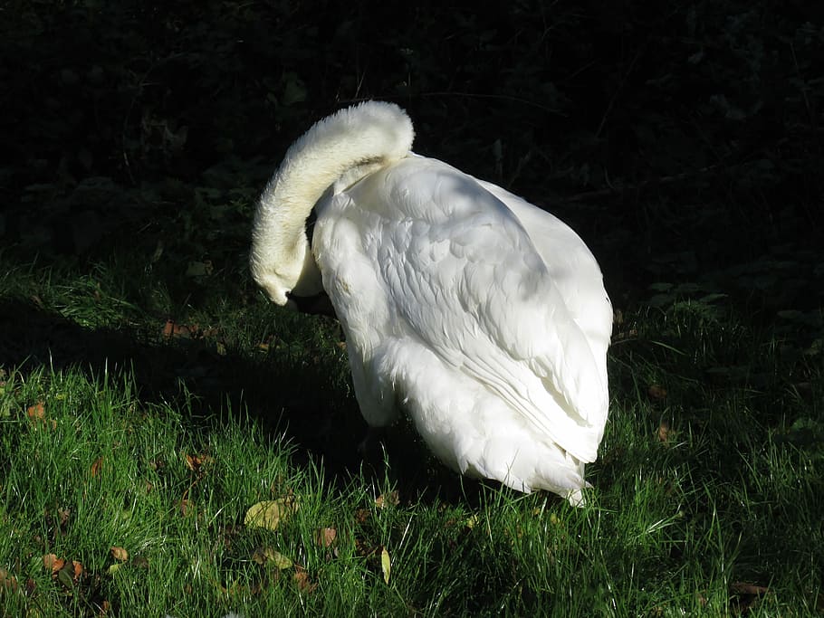 Swan, River, Bird, Landscape, never, cygnus, outdoor, cityscape HD wallpaper