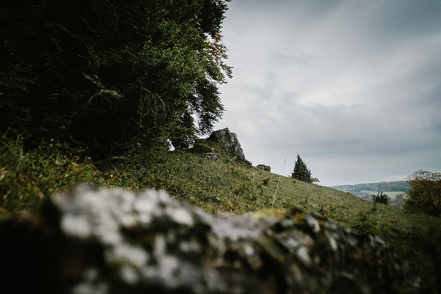 tilt-shift photographygreen grass and leafed trees near seashore, rock formation near tree at daytime HD wallpaper