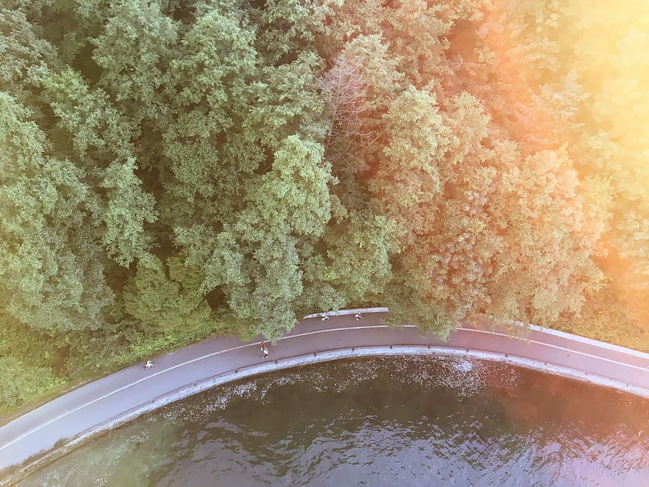 aerial photography of road between trees and body of water, bird's eye photography of trees and road HD wallpaper