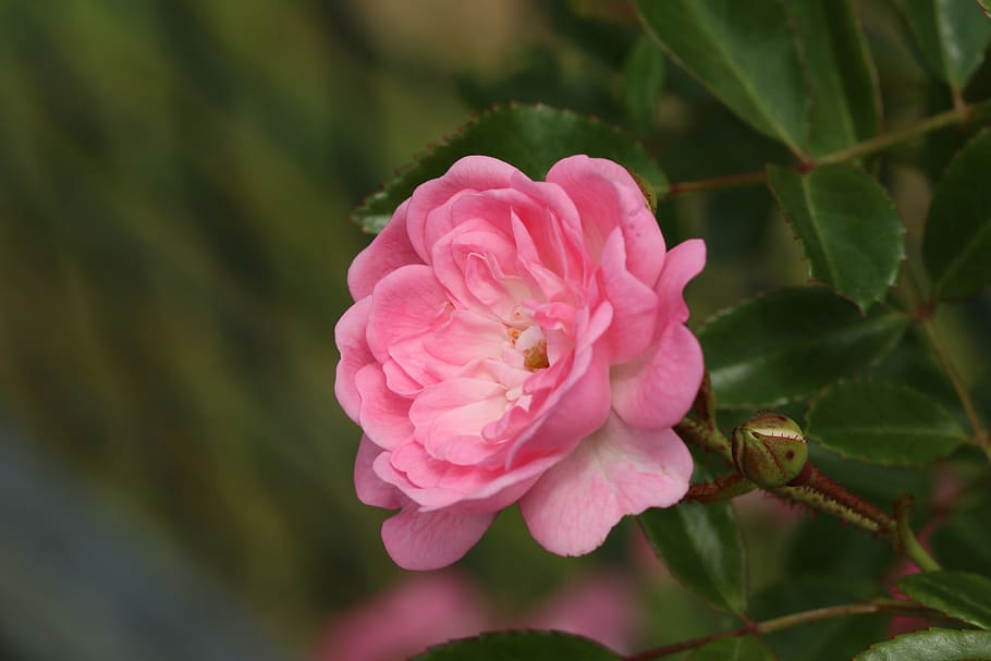 macro photography of pink rose flower, white, nature, spring HD wallpaper
