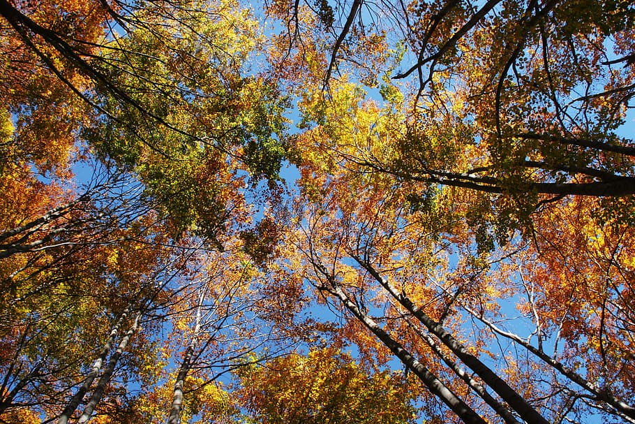 Forest, Trees, Fall, Nature, autumn, green, wood, environment HD wallpaper