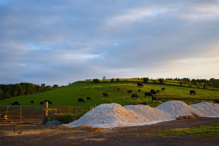cows, farm, hillside, grass, sunset, agriculture, rural, landscape HD wallpaper
