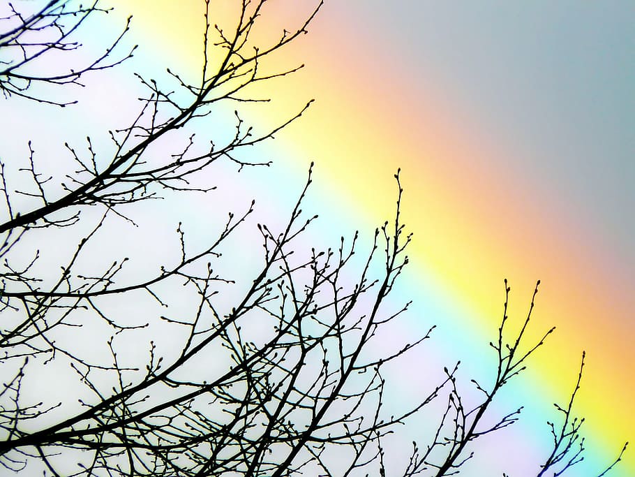 silhouette photography bare tree under rainbow, sky, spectrum HD wallpaper