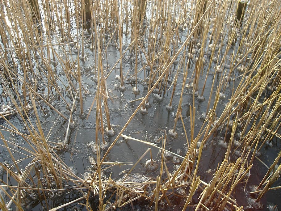 ice, winter, cold, pattern, plant, day, tranquility, nature HD wallpaper