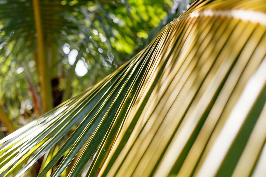 leaf, coconut, palm, tropical, palm tree, palm leaf, plant HD wallpaper