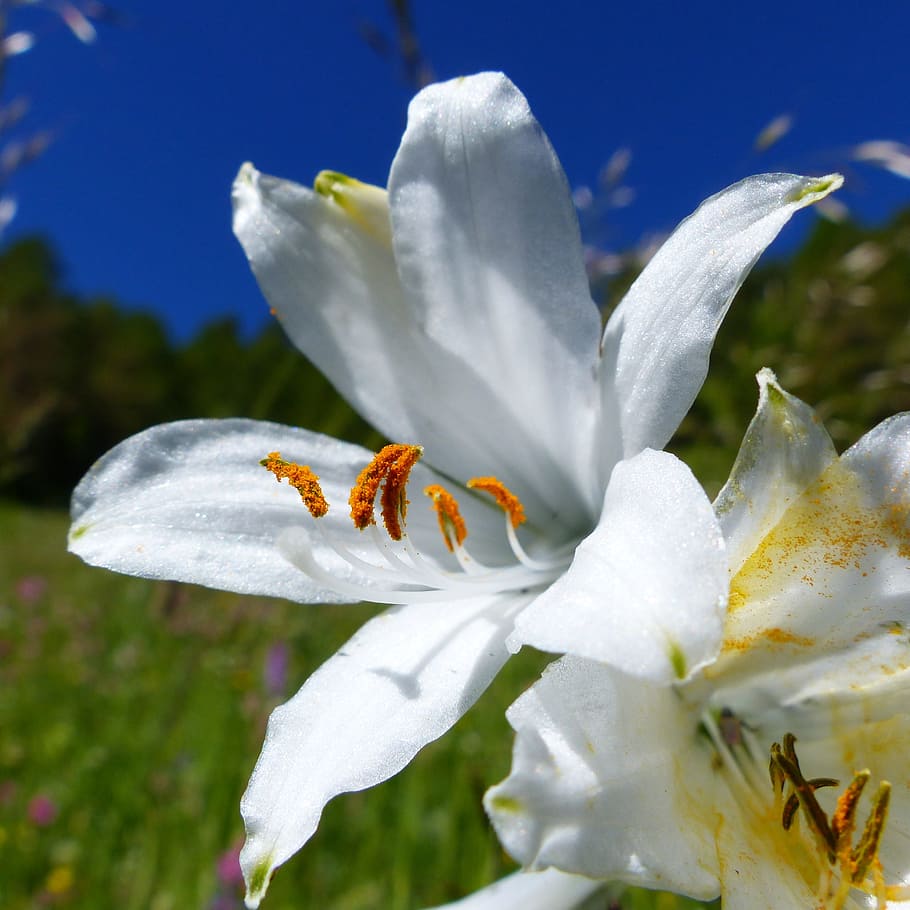flower, macro, nature, flora, wild flowers, blossomed, summer flowers HD wallpaper