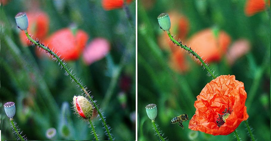 Poppy, Development, developing, bud, flower, growth, plant HD wallpaper