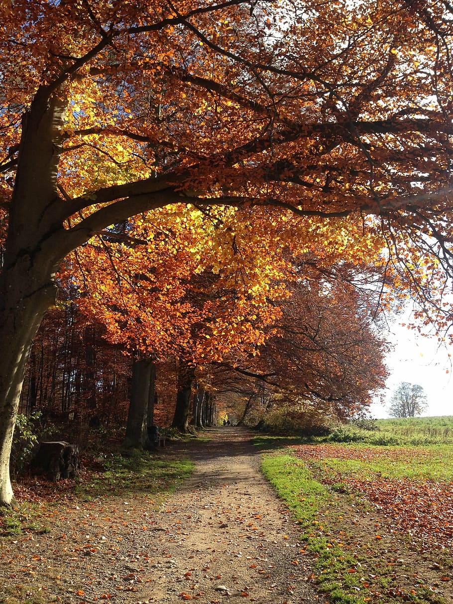 autumn, away, tree, forest, light, switzerland, leaf, nature HD wallpaper