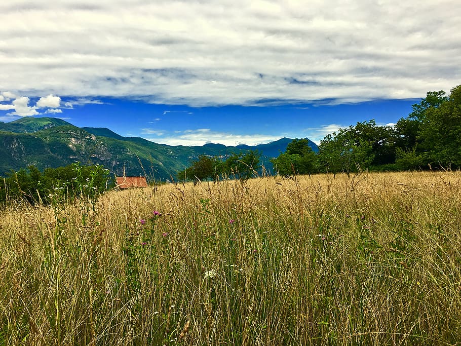 lecco, meadows, mountain, plant, sky, cloud - sky, field, beauty in nature HD wallpaper