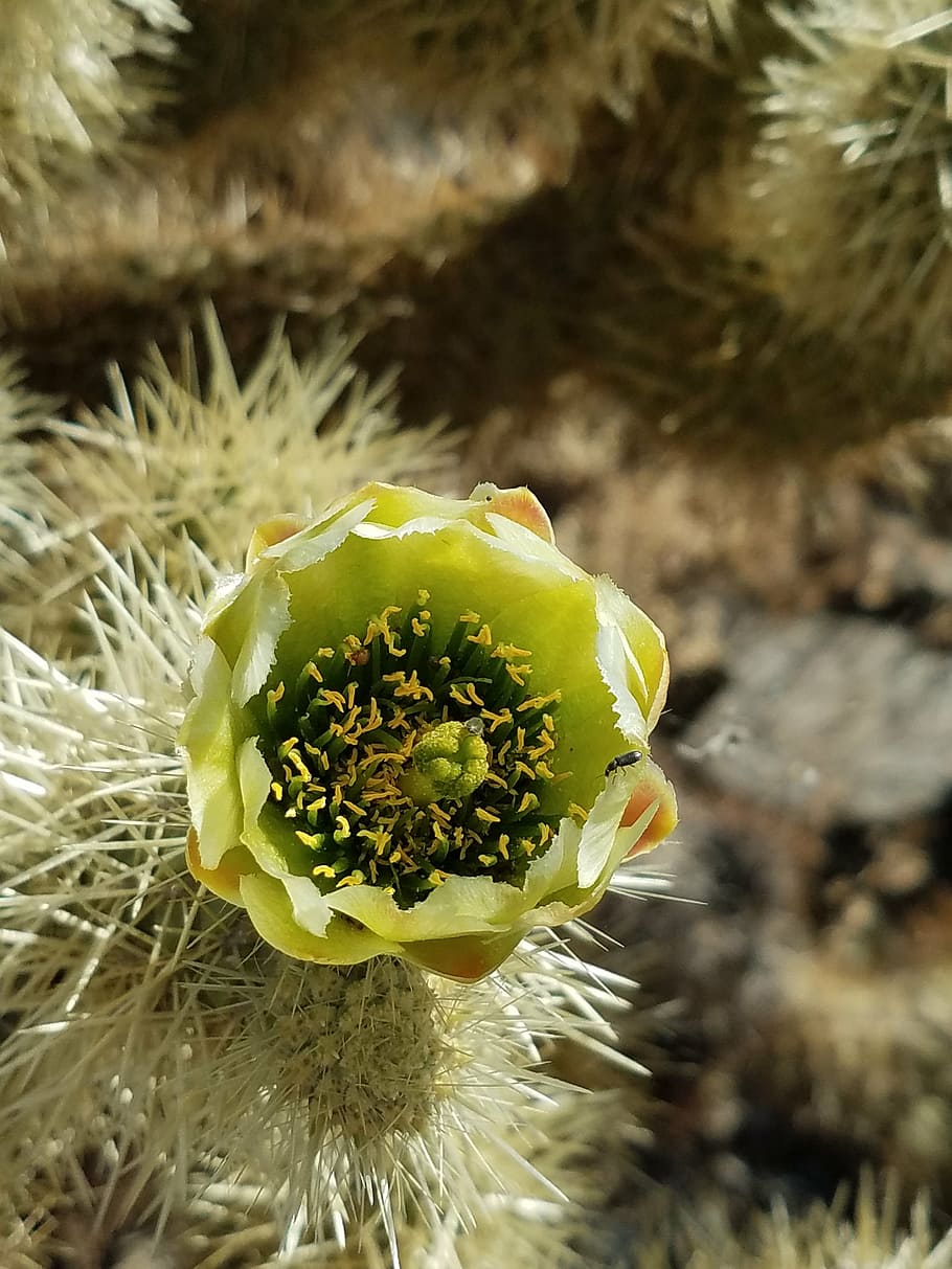 cactus, flower, yellow, plant, flowering plant, growth, beauty in nature HD wallpaper