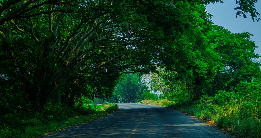 path, green, tree, trees, landscape, grass, hiking, nature HD wallpaper