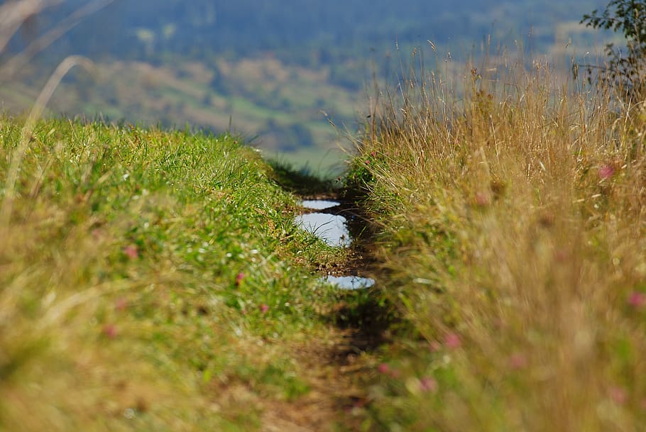 landscape, spring, grass, plant, growth, selective focus, day HD wallpaper
